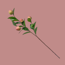 images/productimages/small/339.png